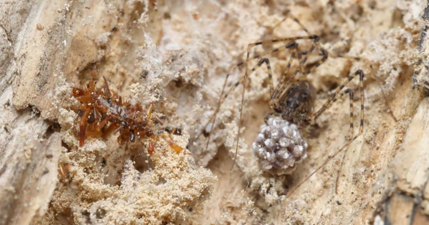 "Bone collector" caterpillar disguises itself in the remains of its prey